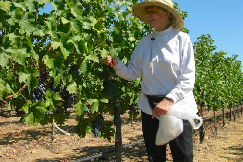 Evelyn Allen on her Vinyard