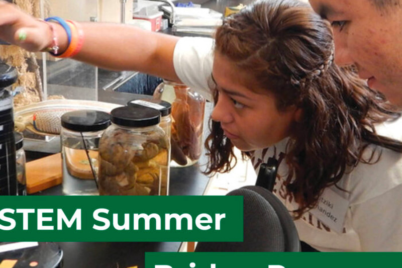 STEM Summer Student